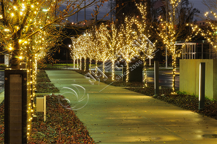 ��ľ��������