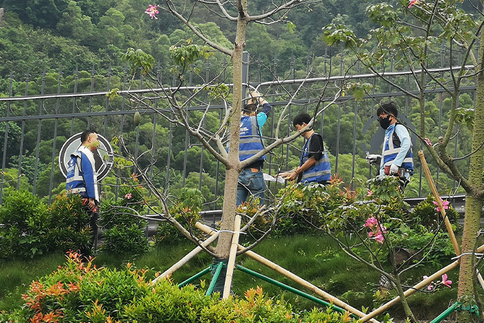 ��8ͷ����������������������Ŀʩ���ֳ�